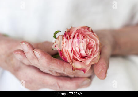 Mains d'une vieille femme se tenant une rose Banque D'Images