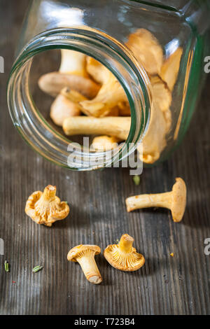 Chanterelles Banque D'Images