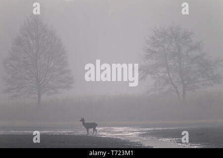 Red Deer hind dans le brouillard du matin Banque D'Images