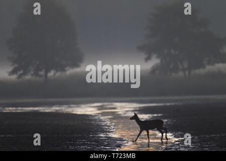 Red Deer hind traverser un ruisseau Banque D'Images