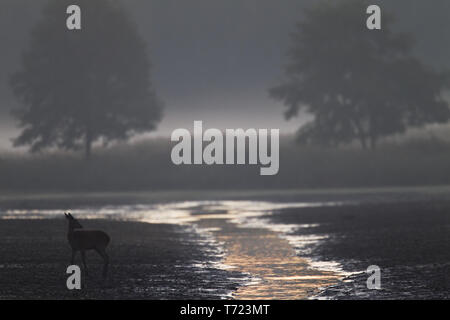 Red Deer hind à Riverside Banque D'Images