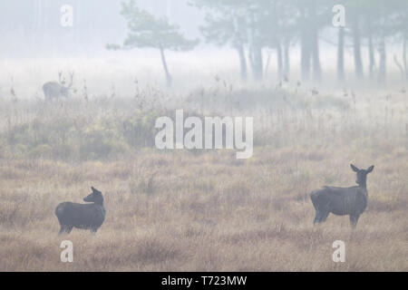 Red Deer hind et veau dans le brouillard du matin Banque D'Images