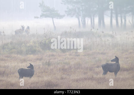 Red Deer hind et veau dans le brouillard du matin Banque D'Images