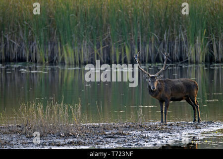 Red Stag en un trou bourbeux Banque D'Images