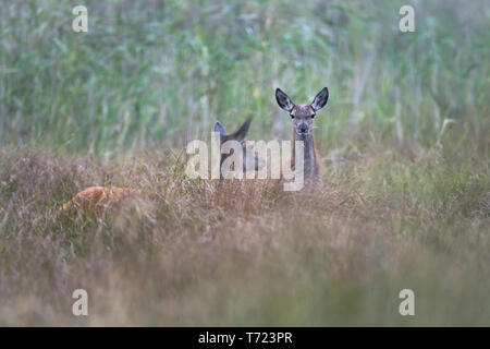 Red Deer hind et veau Banque D'Images