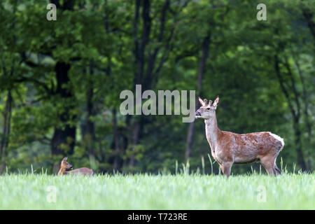 Cerf rouge Chevreuils et Banque D'Images