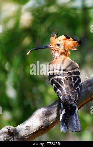 Madagascar Madagascar la faune Oiseaux huppe Banque D'Images