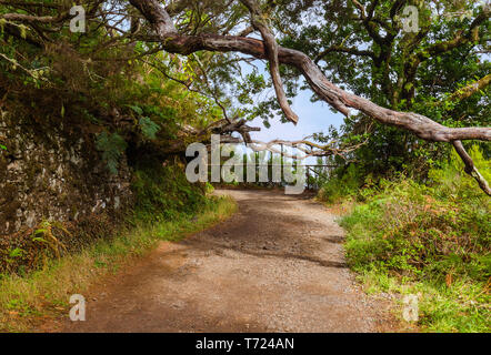 Levada Risco à Madère Portugal Banque D'Images