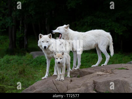 Le loup arctique et pup debout sur un rocher au printemps au Canada Banque D'Images