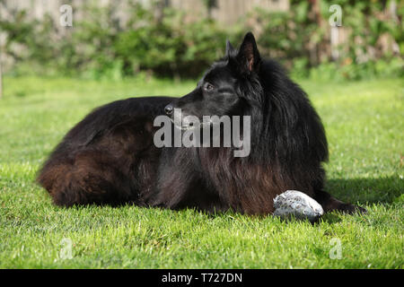 Regardant gentil chien poisson frais dans le jardin Banque D'Images