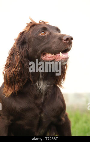 Chien de caille allemand Nice in front of white background Banque D'Images