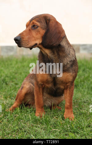 Alpine Nice Dachsbracke assis dans le gaden Banque D'Images