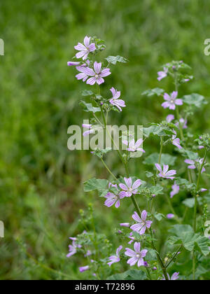 Comon mallow plante, en fleurs, Malva silvestris. Des herbes médicinales. Banque D'Images