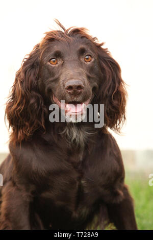 Chien de caille allemand Nice in front of white background Banque D'Images