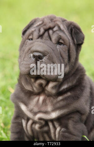 Beau chiot sharpei noir sur fond vert Banque D'Images