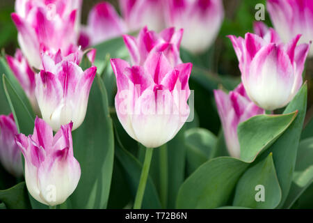 Tulip Whispering Rêve Banque D'Images