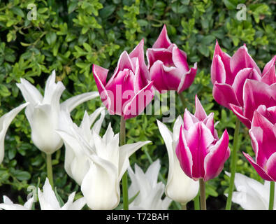 Tulipes tres chic (blanc) et Claudia Banque D'Images