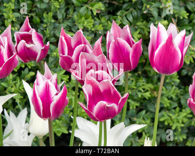 Tulipes tres chic (blanc) et Claudia Banque D'Images