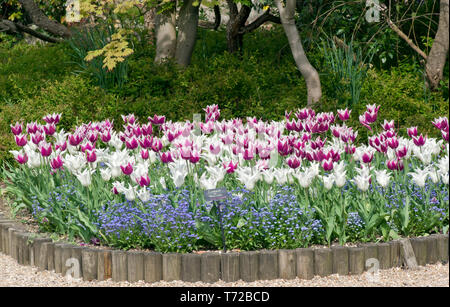 Lit de tulipes tres chic (blanc) et Claudia Banque D'Images