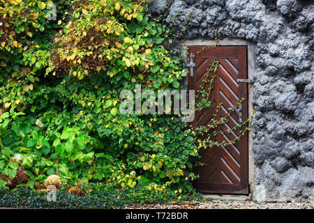 Vieille porte en bois dans la région de mur recouvert de lierre vert Banque D'Images