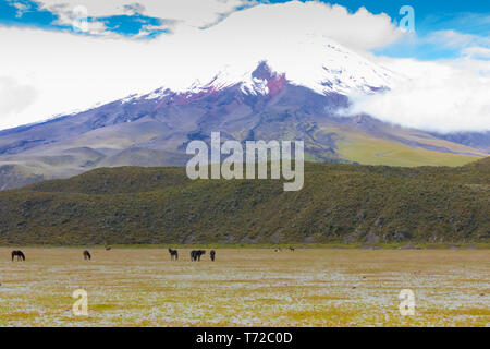 Chevaux sauvages dans le parc du volcan Cotopaxi Équateur Banque D'Images