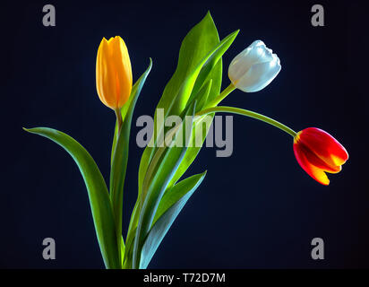 Bouquet de tulipes colorées sur fond bleu. Banque D'Images