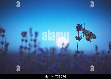 Fleurs de Lavande avec papillon de nuit de pleine lune contre Banque D'Images