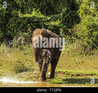 Sri Lanka - L'éléphant au parc national d'Uda Walawe Banque D'Images