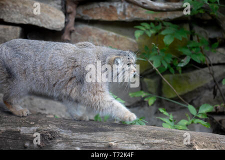 Le chat de Pallas, Otocolobus manul Banque D'Images