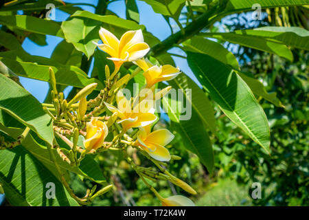 Jolies fleurs plumeria jaune sur l'arbre Banque D'Images