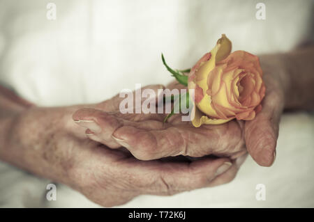 Mains d'une vieille femme se tenant une rose Banque D'Images