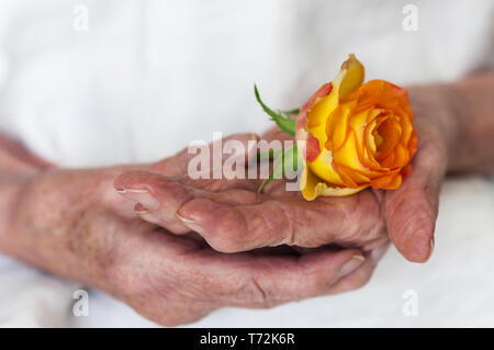 Mains d'une vieille femme se tenant une rose Banque D'Images