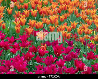 Jardin tulipes orange frontière variété variété rouge ballerine Tulipa Tulipa Pretty woman Banque D'Images