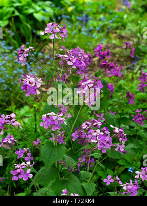 L'honnêteté annuelle Lunaria annua Banque D'Images