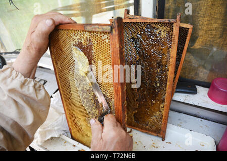 Ancien apiculteur miel frais d'extraction d'un miel avec un couteau de l'outil. Banque D'Images