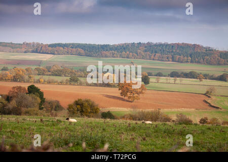 La vallée d'or dans l'ouest de l'Herefordshire, en Angleterre. La vallée est une région pittoresque de douces collines autour de la rivière Dore. Banque D'Images