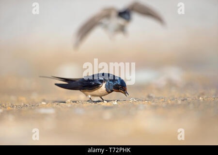 L'hirondelle rustique (Hirundo rustica) Banque D'Images