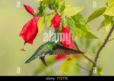 Colibri à gorge blanche (Leucochloris albicollis) se nourrissent d'une fleur d'hibiscus. Domingos Martins, de l'état d'Espirito Santo, au Brésil. Banque D'Images