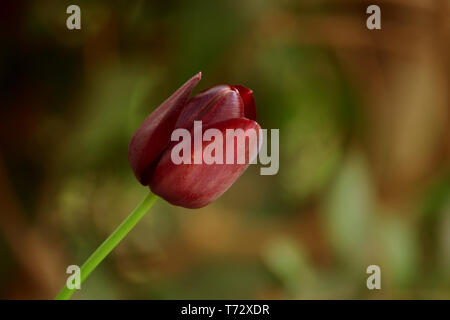 Bourgogne tulip fleur sur fond flou Banque D'Images