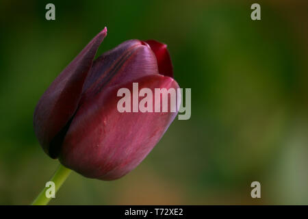 Bourgogne tulip fleur sur fond flou Banque D'Images