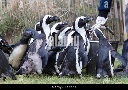 Pinguin est alimenté par un humain Banque D'Images