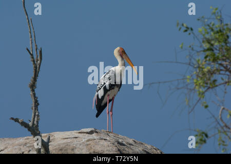 Painted Stork Mycteria leucocephala. Portrait de seul adulte perché sur la roche. Sri Lanka Banque D'Images