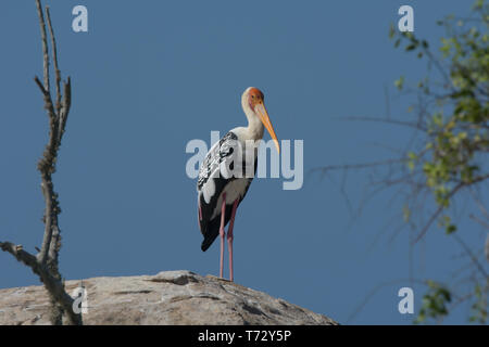 Painted Stork Mycteria leucocephala. Portrait de seul adulte perché sur la roche. Sri Lanka Banque D'Images