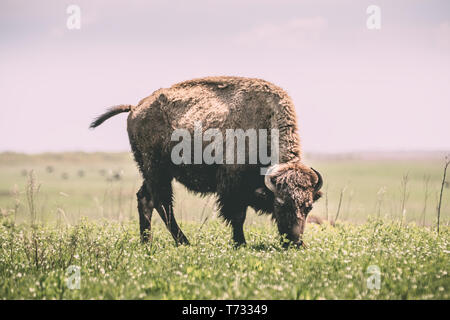 Bisons sauvages dans la prairie Banque D'Images