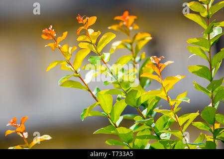 Belles branches feuilles brillant dans la lumière du soleil plus d'une vue imprenable Banque D'Images
