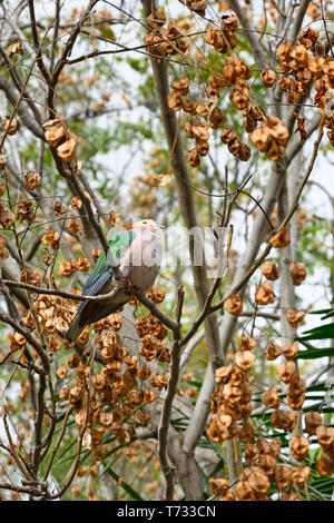 Green pigeon impérial, Ducula aenea, dans un arbre, jusqu'à Banque D'Images
