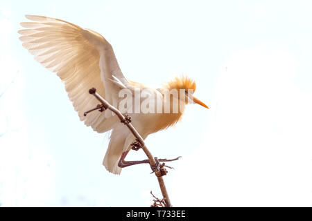 Aigrette oiseau posé sur l'arbre de bambou blanc en backgrounnd isolés buissons lakeside Pokhara au Népal. Banque D'Images