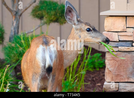 Le DOE a cher une jeune femme le Cerf mulet (Odocoileus hemionus), mince et gracieux - nourriture dans le feuillage de la Cour d'un quartier résidentiel Banque D'Images