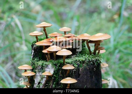 Kuehneromyces mutabilis (synonyme : Pholiota Mutabilis), communément appelé le woodtuft, une gaine de champignons sauvages comestibles provenant de la Finlande Banque D'Images