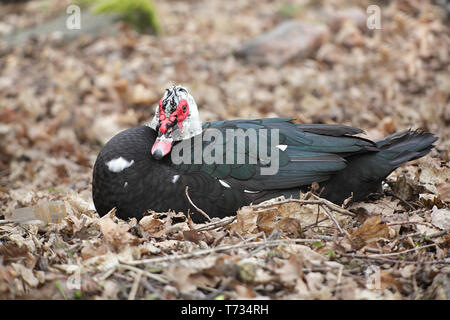 Canard de barbarie, Cairina moschata, un canard domestique Banque D'Images